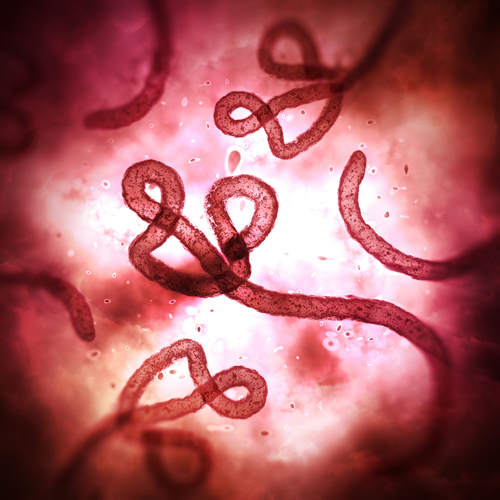 Znalezione obrazy dla zapytania Ebola