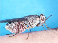 tsetse fly