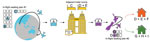 Sequence of probable transmission events and associated relevant locations in-flight and MIQ for severe acute respiratory syndrome coronavirus 2 during border quarantine and air travel, New Zealand, September 2020. Location of case A is approximate (Table). COVID-19, coronavirus disease; MIQ, managed isolation and quarantine.