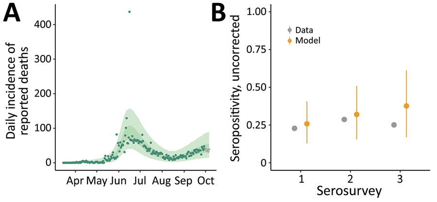 Model fit for reported coronavirus disease deaths and severe acute respiratory syndrome coronavirus 2 seroprevalence, Delhi, India, March 15–September 30, 2020. A) Model fit to the time-series of reported deaths (dots), showing 50% (darker green shading) and 95% (lighter green shading) credible intervals (CrI). The last 6 points (shown in gray) were not used for parameter inference. B) Model fit (orange dots) to seroprevalence data (gray dots) from 3 serosurveys, conducted in July, August, and September 2020, showing medians and 95% CrIs (error bars).